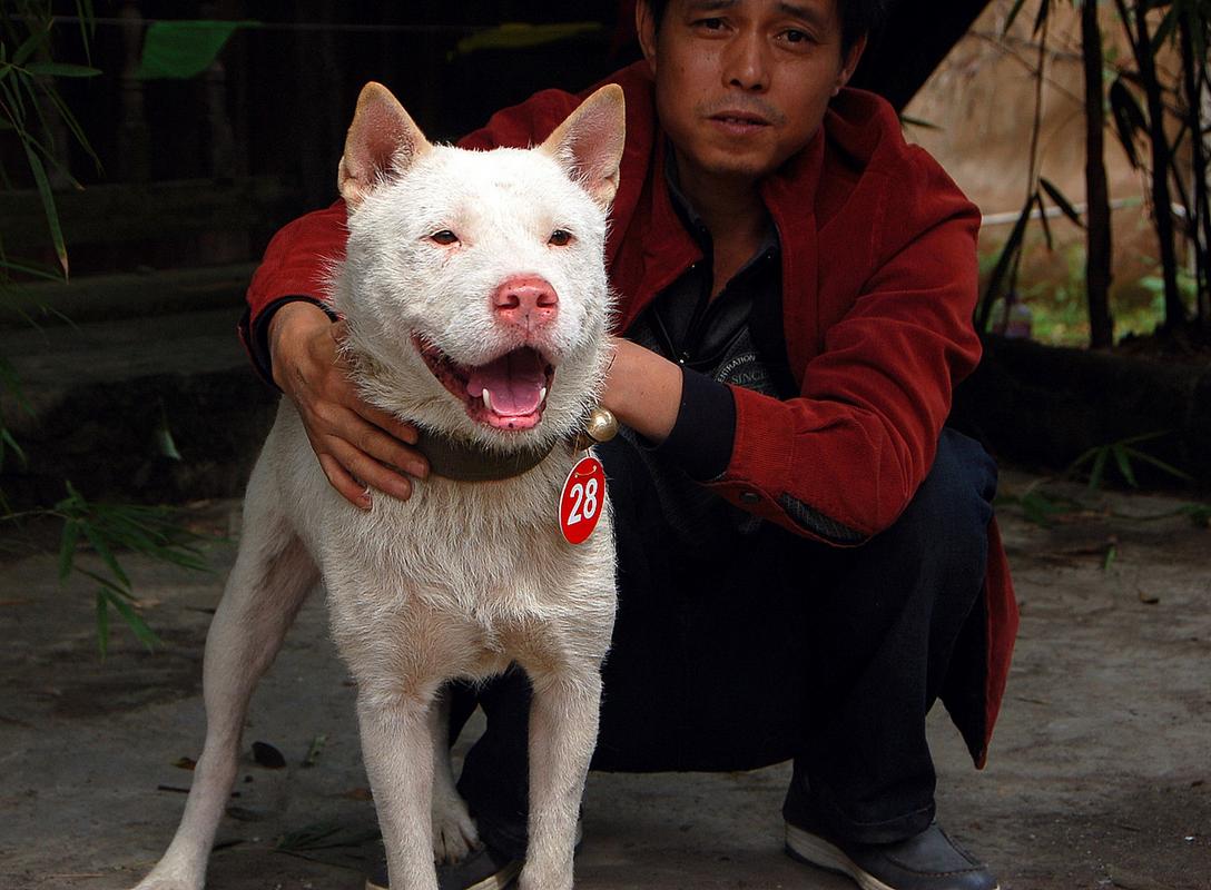 澳彩77749.cσm查询开奖和中国下司犬外网爆火与中国下司犬介绍