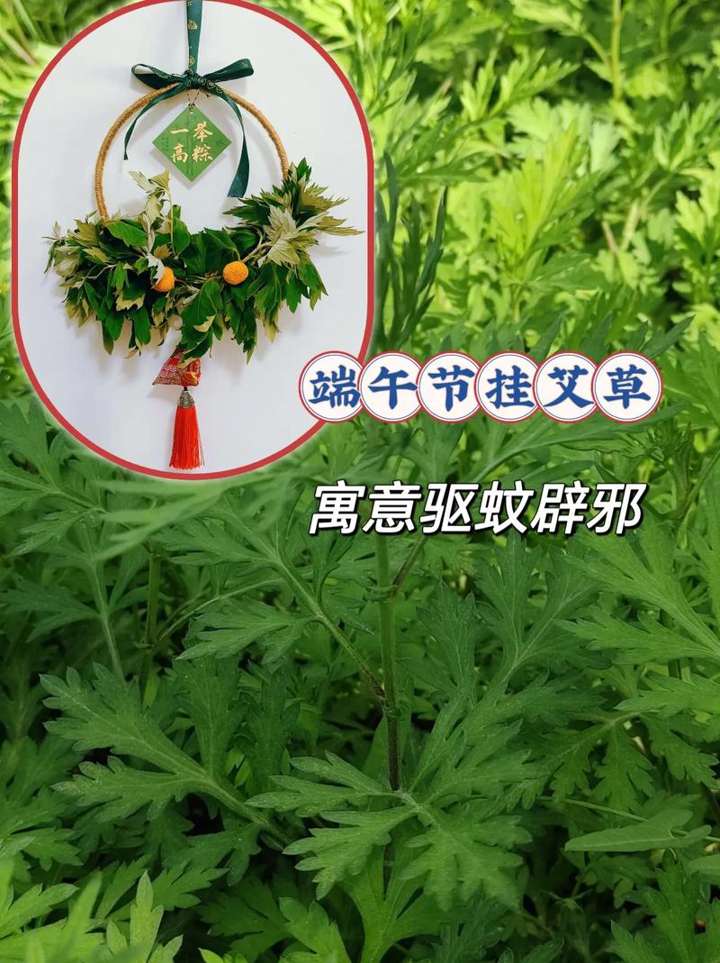 2025新澳正版今晚资料网站和年轻人爱上端午挂艾与端午挂艾叶的原因