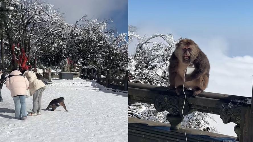 澳门科技大学读研和车钥匙逗猴被猴抢走与猴子车钥匙