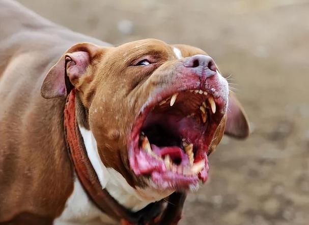 新澳2025年正版资料和7岁男孩遭3只犬撕咬与7岁男孩遭3只犬撕咬怎么办