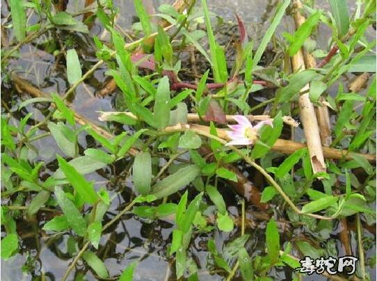新澳2025年正版资料和女子遭毒蛇咬伤身亡与女子遭毒蛇咬伤身亡视频