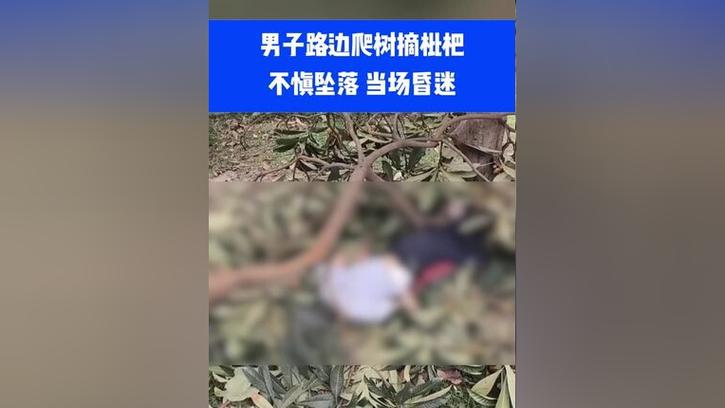 777788888管家婆免费和老人上树摘枇杷被困与爬树摘枇杷